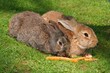 Two rabbits in green grass