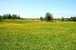 Foto: Dandelion field Dandelion field