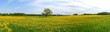 Panorama of dandelion field Panorama of dandelion field
