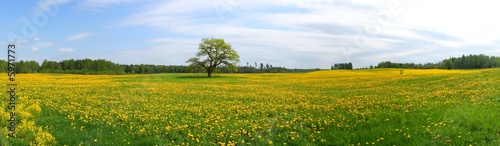 Foto: Panorama of dandelion field Panorama of dandelion field