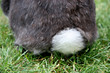 Queue de lapin