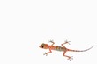 lizard