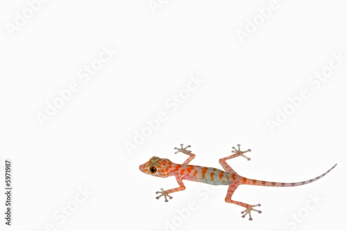 Lizard