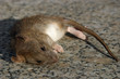 Ratte