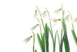 Close-up of white snowdrops against white background Close-up of white snowdrops against white background