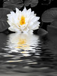 White Lily Beauty