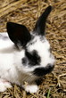 kaninchen