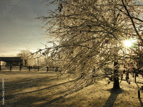 Foto: After The Ice Storm After The Ice Storm