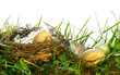 Eggs in the tall grass with nest