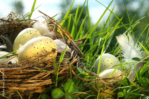 Foto: Nest in the grass with eggs and feathers Nest in the grass with eggs and feathers