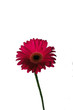 Gerbera flower - pink valentine