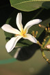 la fleur des temples