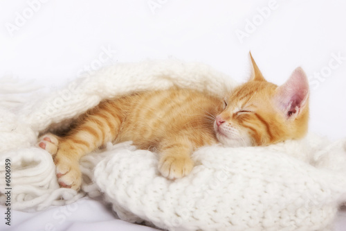 Babykatze schlafend Babykatze schlafend