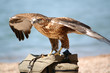 Falcon Falcon
