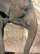 african elephant close up