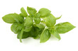 basil leaves on white background, basil leaves on white background,