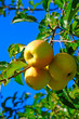 Äpfel Golden Delicious
