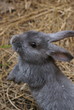 kaninchen