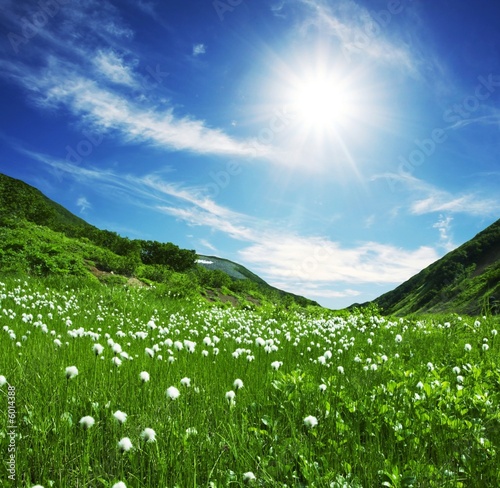 Photo: Mountain meadow Mountain meadow