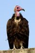 Vautour