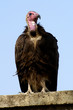 Vautour