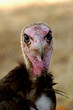 Vautour
