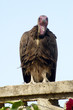 Vautour