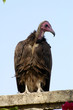 Vautour