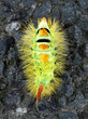 Bunte Raupe