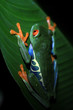 grenouille du costa rica