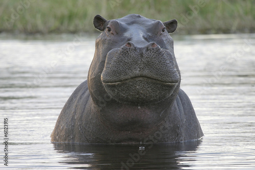 hippo