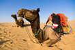 Camel on safari - Thar desert, Rajasthan, India Camel on safari - Thar desert, Rajasthan, India