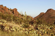 Desert pass with cactus