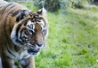 A Siberian tiger walking towards the camera. With copy space.