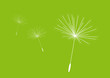 Pusteblume Samen vektor Pusteblume Samen vektor