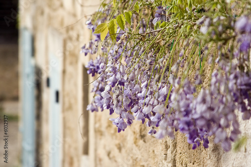 Maison provençale et glycines