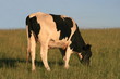 Single cow grazing in the evening sun.