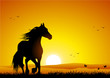 Horse at sunset