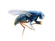 macro mouche
