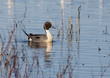 Northern Pintail