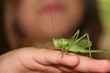 Grasshopper