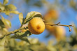 A fresh lemon on a tree