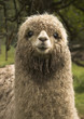 Alpaka