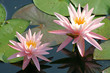Water Lilies Water Lilies