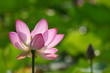 Water Lily 2 Water Lily 2