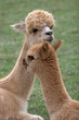 Alpacas 4 Alpacas 4