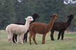 Alpacas 3