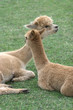 Alpacas 5 Alpacas 5