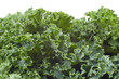 Bunch of wet curly kale Bunch of wet curly kale