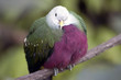 Exotic Bird 2 Exotic Bird 2